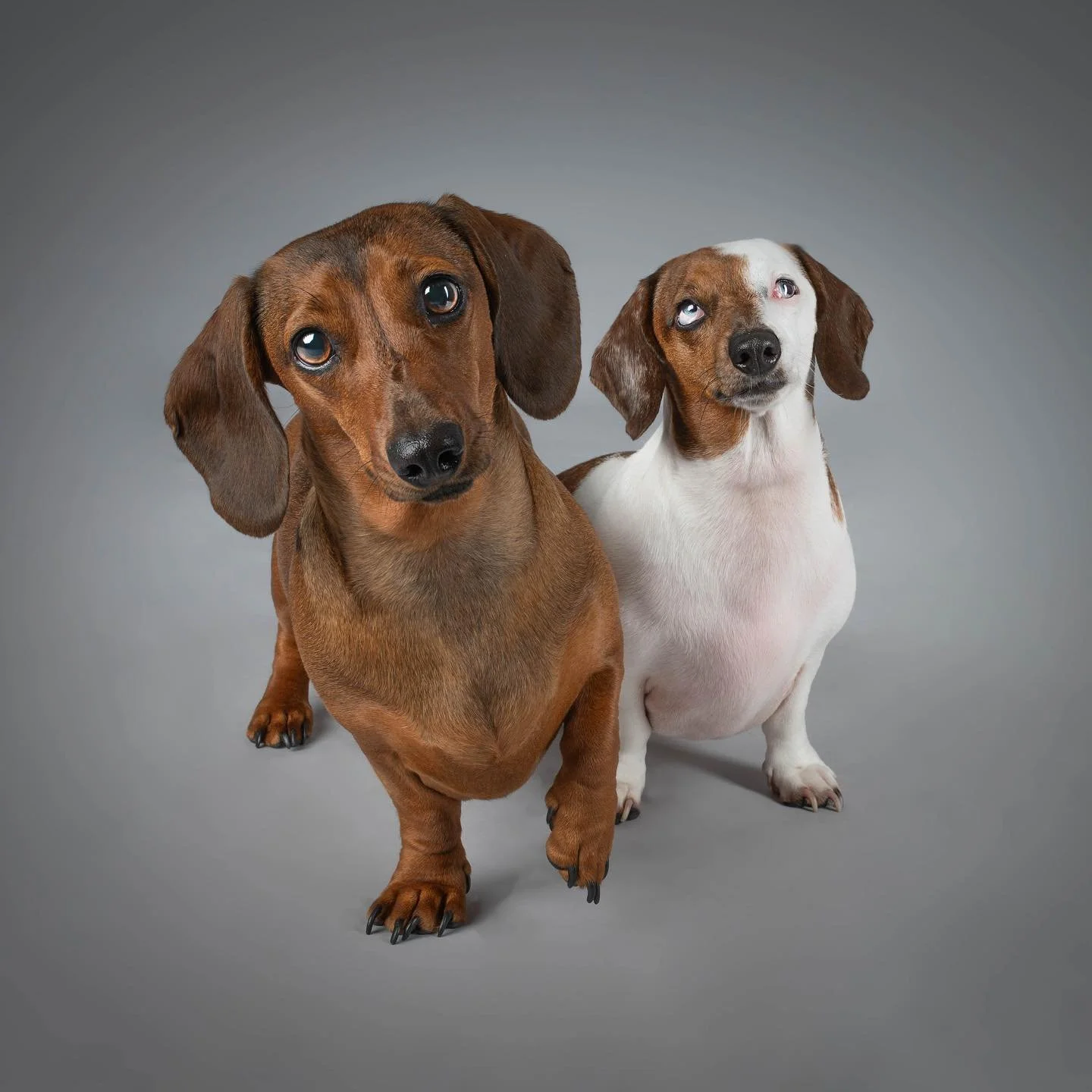 HERE COME THE GIRLSSSS💓

Meet Poppy &amp; Coco, the cutest lil sausage duo🥹

These two little ones showed their stubborn side as we battled to get them together but we got ✨THE SHOTTT✨ finally and it&rsquo;s safe to say these girls didn&rsquo;t nee