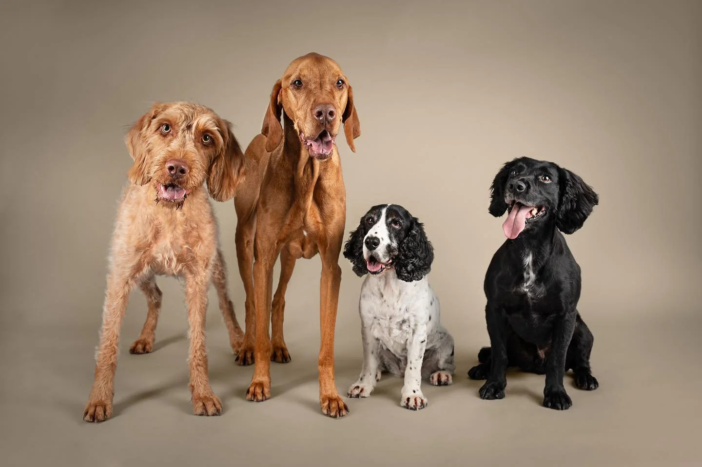 Meet The Fab Four❤️ the cutest dog squad there is!

I last photographed this beautiful bunch in 2018 as part of my final university project and since then the lovely Emma has joined the pack after sadly saying goodbye to Billy in 2020🌈🧡

Over the y