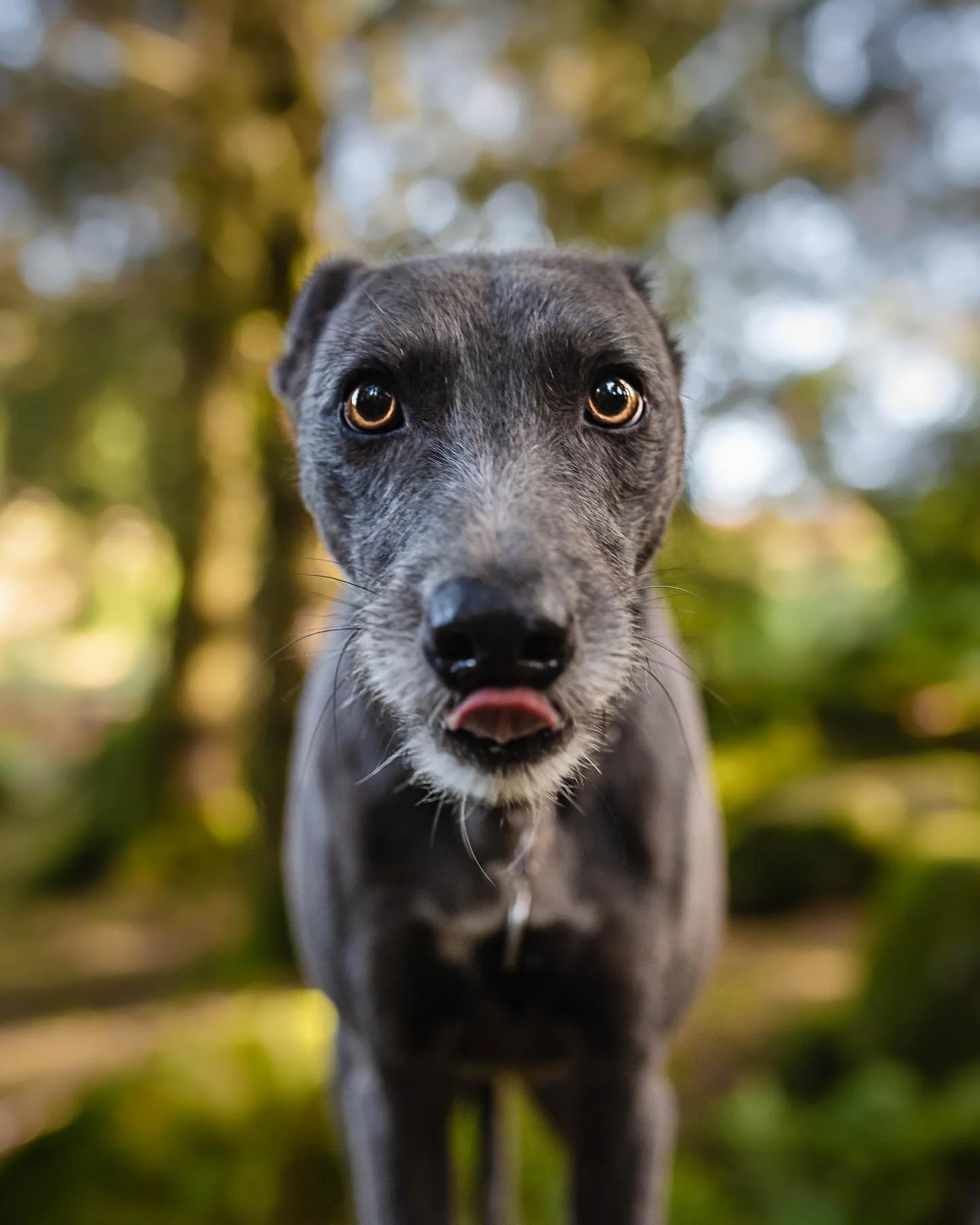 DARLING DJANGO💚

A change in scenery out on the moors for some photos of this handsome boy back in Autumn🌳🌱

How can you not fall in love with those gorgeous eyes?!🥹😭

My diary is open for both studio and location shoots, book your shoot today b