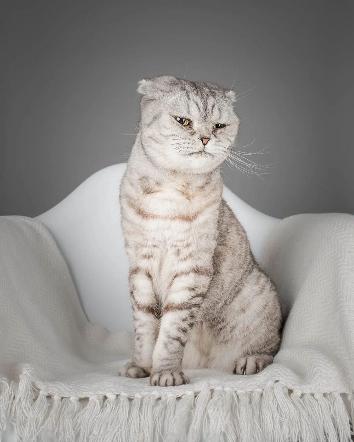 QUEEN OF SASSS LULU👑

Anyone else vibing with Lulu this Monday morning?😐

She wasn&rsquo;t impressed having her photo taken but with plenty of perseverance we got some beautiful shots for her pawrents😻

Want some pawtraits of your pet? Book now by