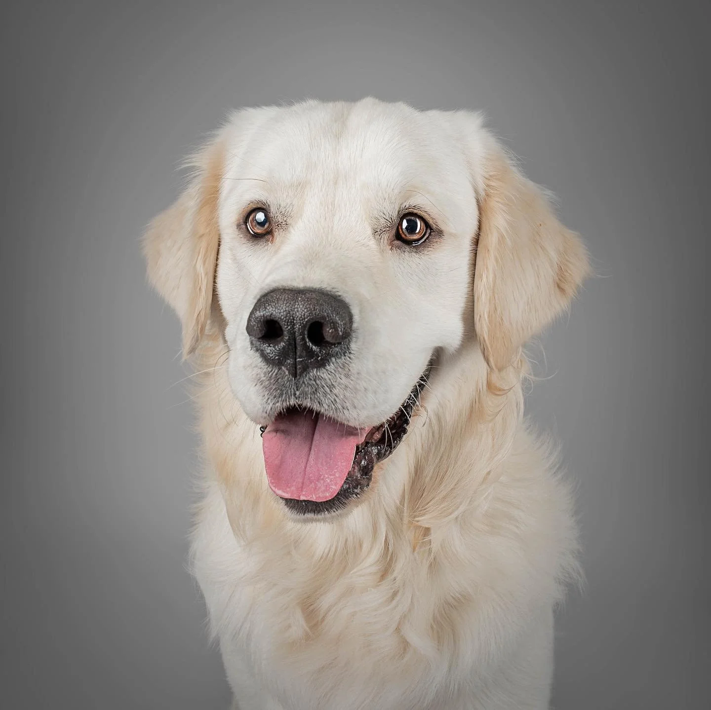 MEET THE GOLDEN TRIO🌟

Otis👉Bentley👉Marlow

These three fluff balls gave me plenty of cuddles and left a whole load of fur behind but oh my it was a dream to capture this trio for their pawrents💛

I&rsquo;ve been very quiet for a while, but I&rsq