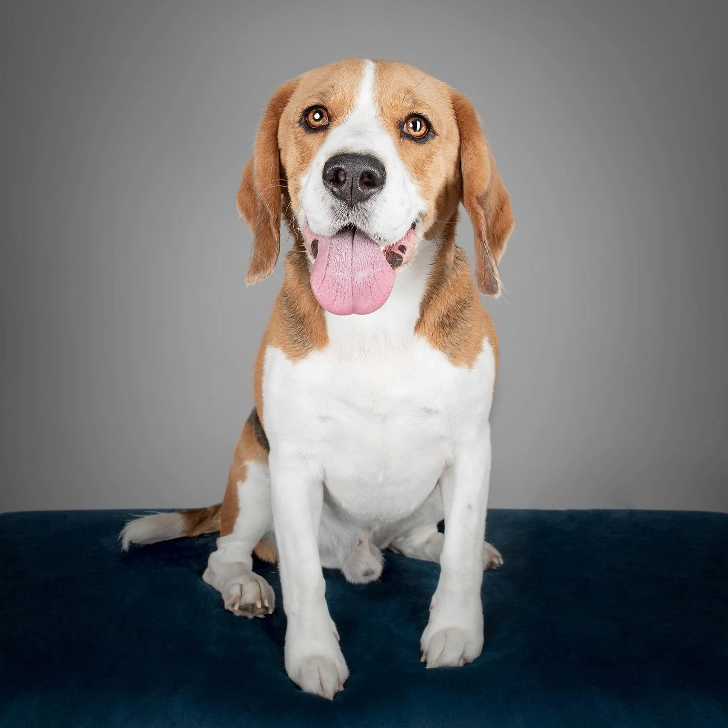 GOOD BOY JOEYYY💙

This handsome pooch was a joy to photograph, super photogenic and full of beans!😍

Thinking about a photoshoot for your pet? Enquire now by emailing hello@abbylouisephoto.com or visiting www.abbylouisephoto.com👉
&bull;
&bull;
&bu