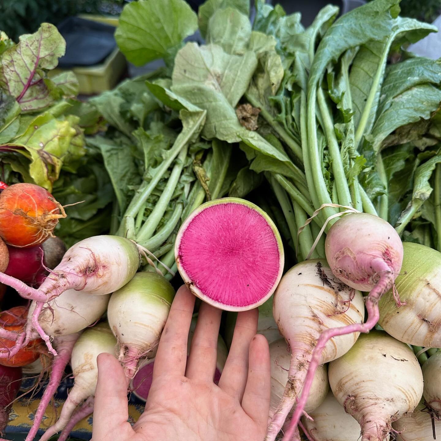 Pictures from last week at our beautiful market!

(First pic is a stunning watermelon radish from @fulltilth) 

Today marks the autumnal equinox: a time to celebrate the hard work of spring &amp; summer while preparing for cooler months ahead. A time