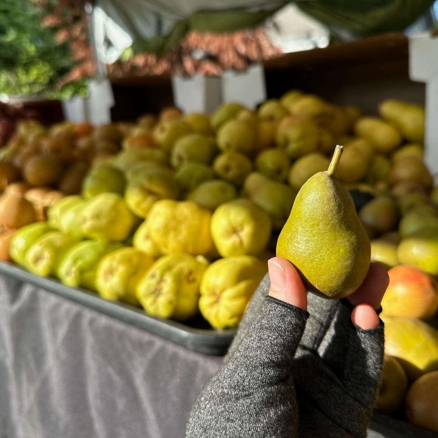 Some of the delicious things we found at our farms&rsquo; booths last week:

🍐 The world&rsquo;s cutest pear from Fuentes Farm

🤯 some of Roots Farm&rsquo;s delightful offerings, including rhubarb in the fall?? 

🥦 specialty Asian veggies from Fon