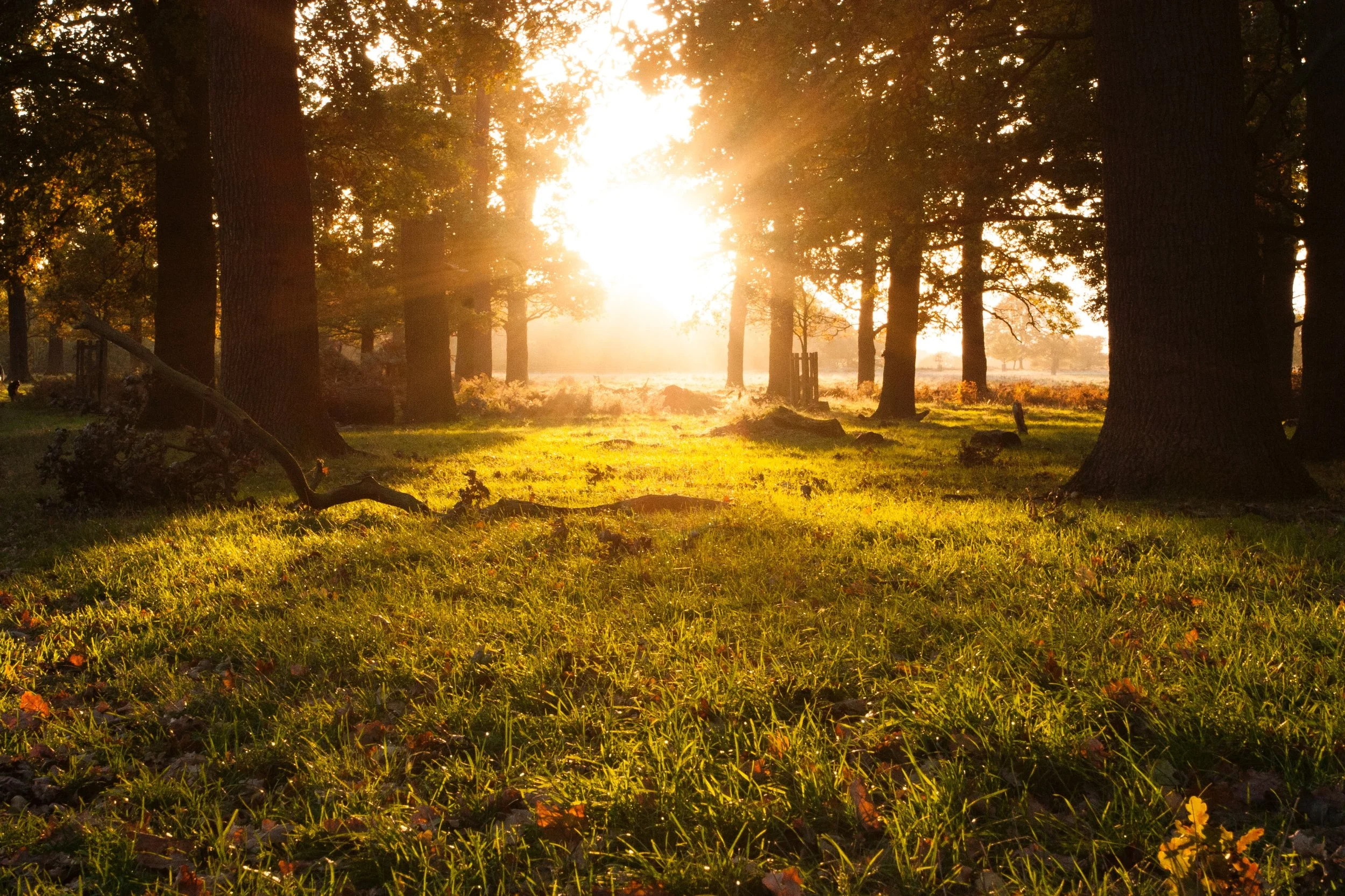 Blaze Your Own Trail - Guided Meditation &amp; Sound Bath - $33 