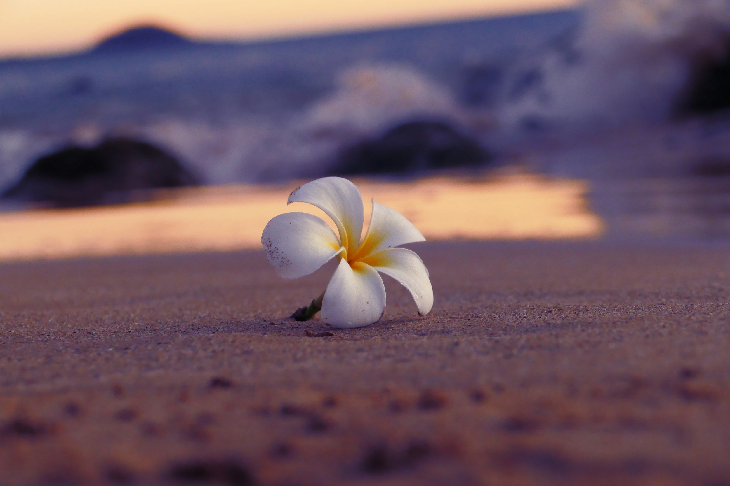 Ho'oponopono Guided Meditation & Sound Bath - $33