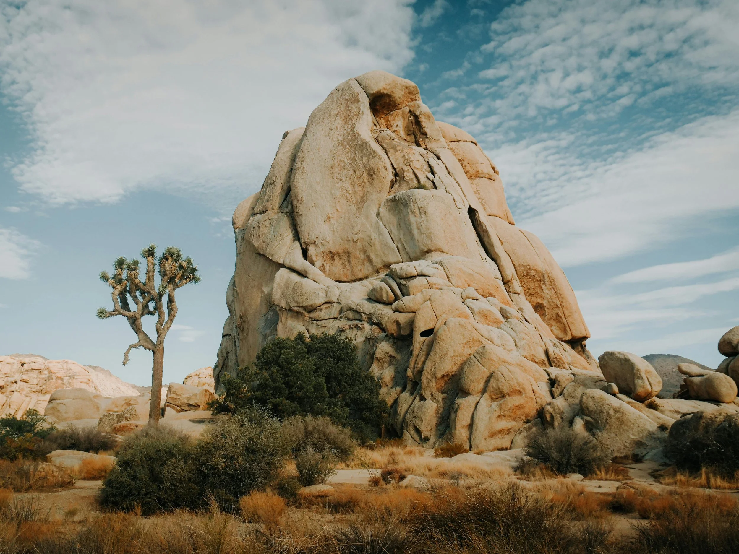 Joshua Tree with Boulder.jpg