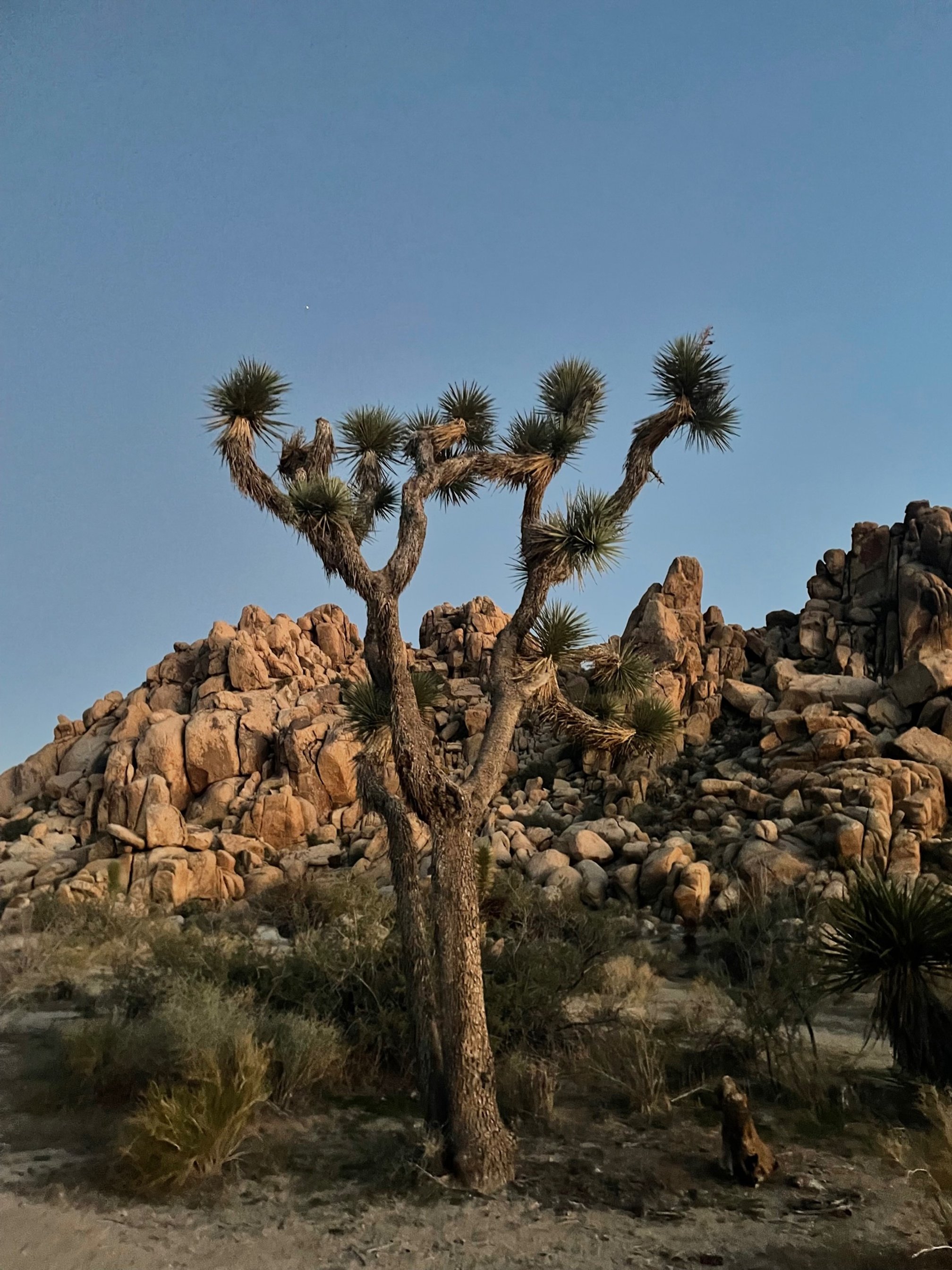 1 spectacular joshua tree in twilight.jpg