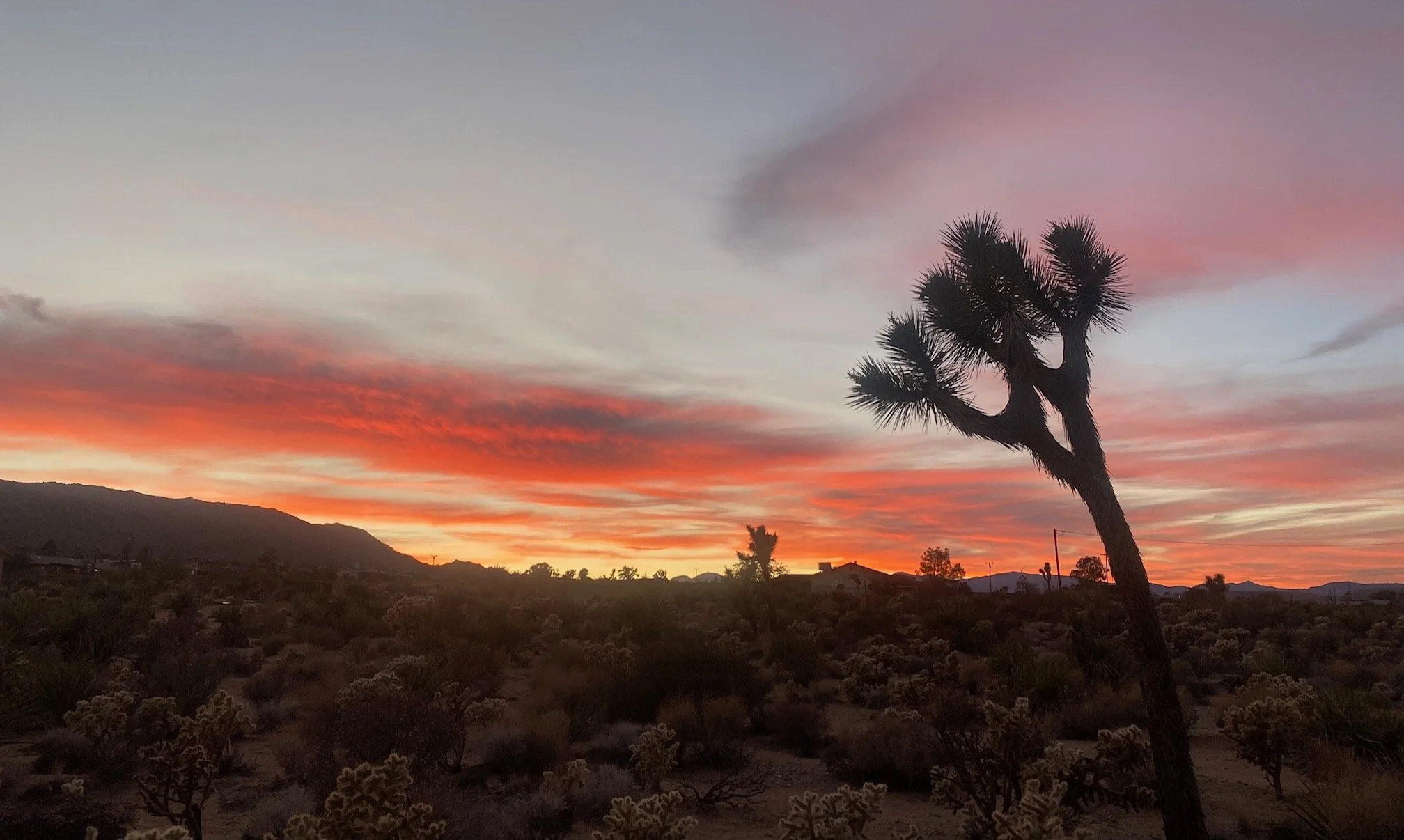1 sunset land and tree.jpg