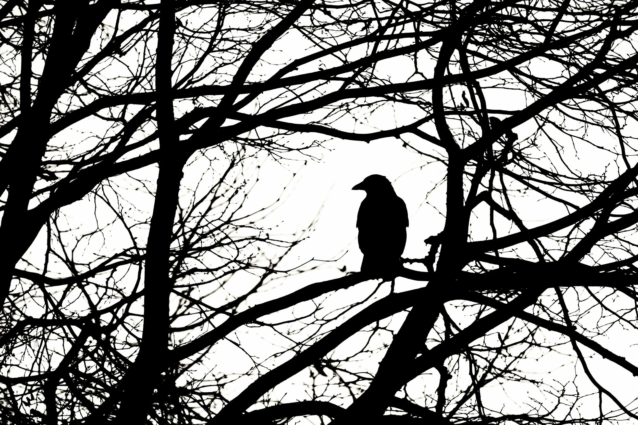 The Raven: Releasing What We Carry in the Dark - Guided Meditation &amp; Sound Bath - $33 