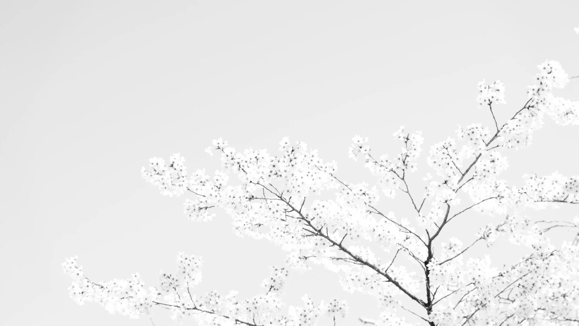 WEST_NABIL_entry_618985_piece_2293527.jpg