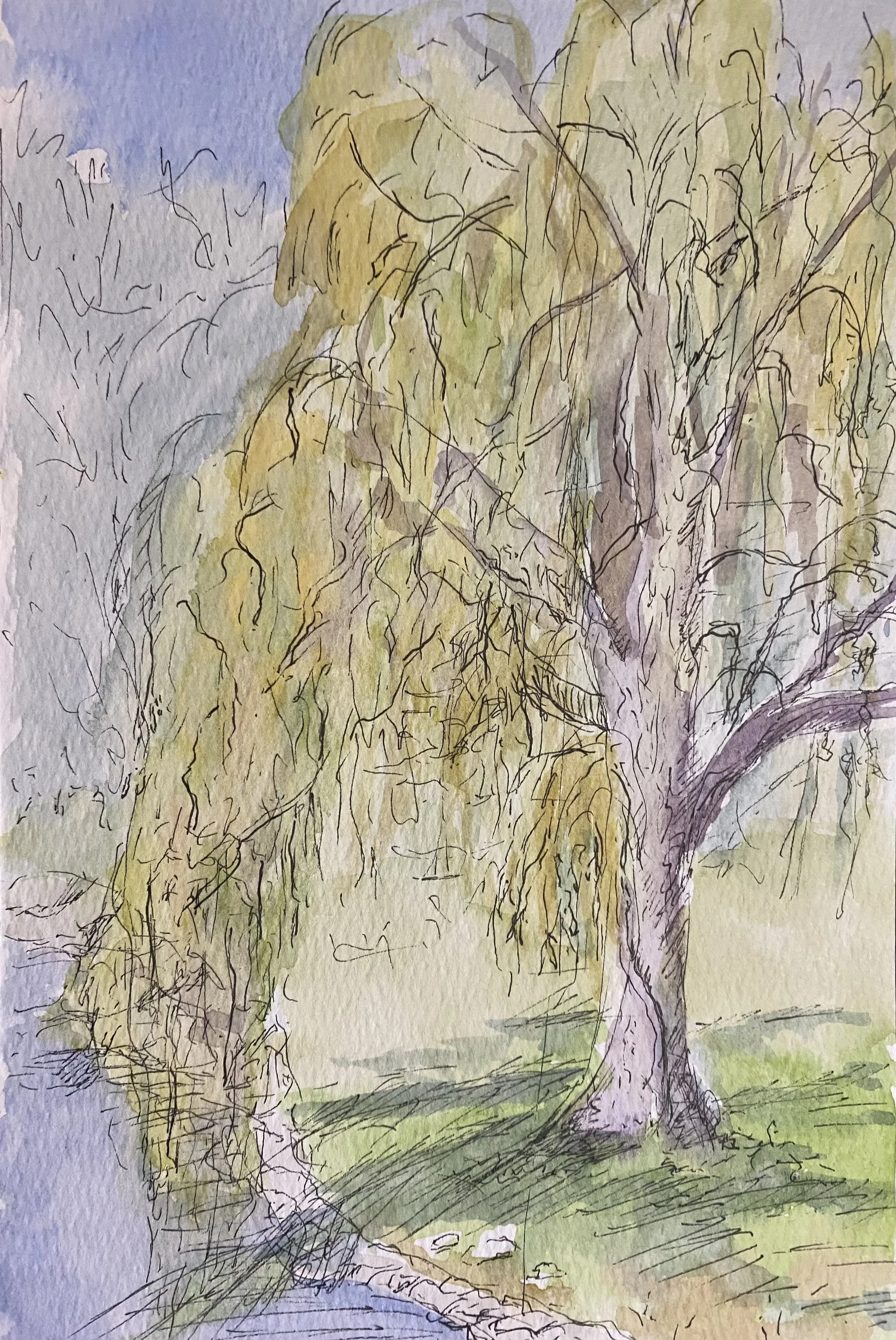 A Connecticut Willow