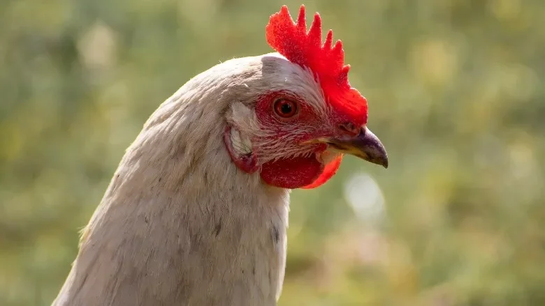 poultry.webp