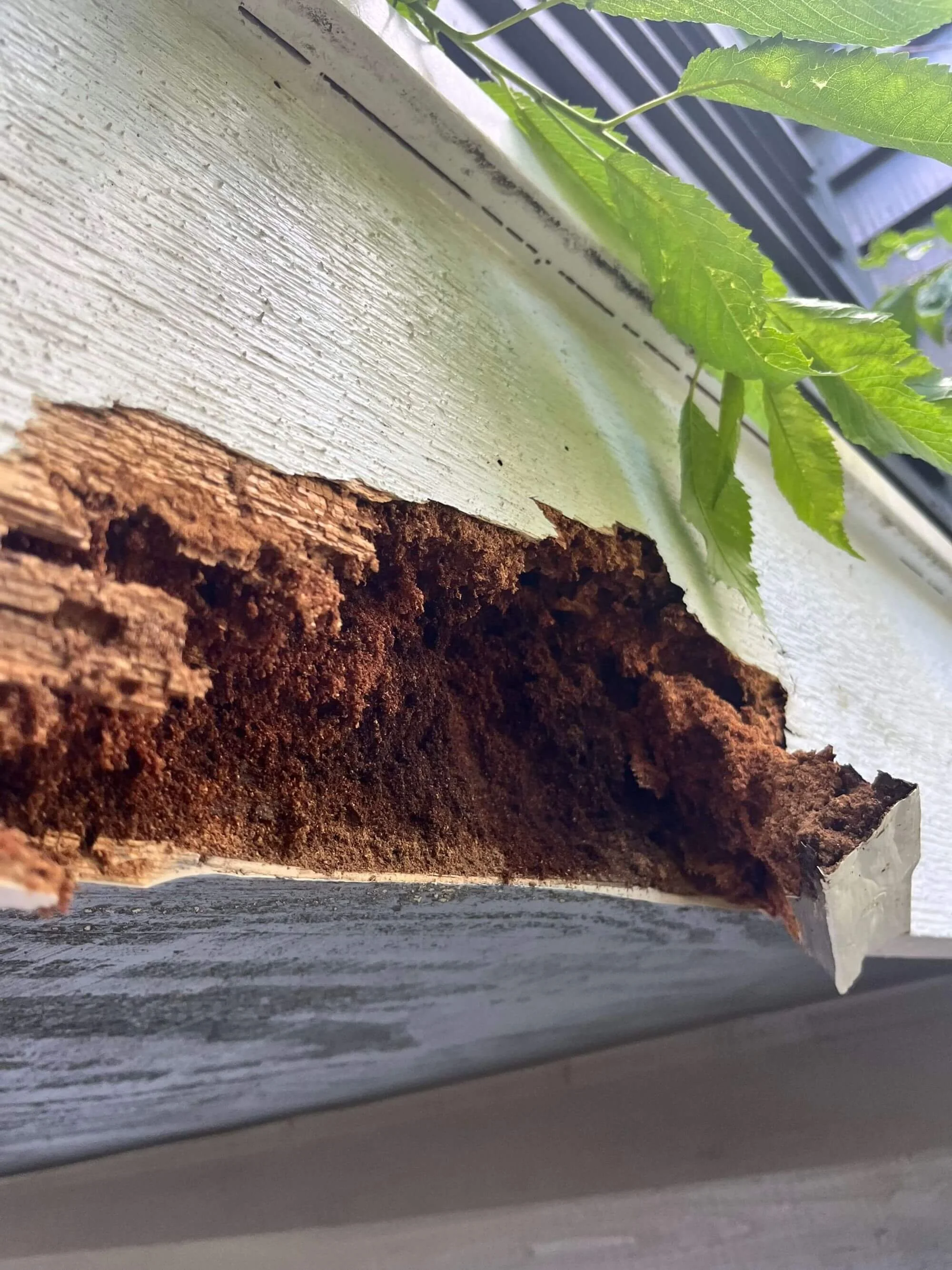 Wood replacement project for a Seattle area home that had siding damage from rotten wood.