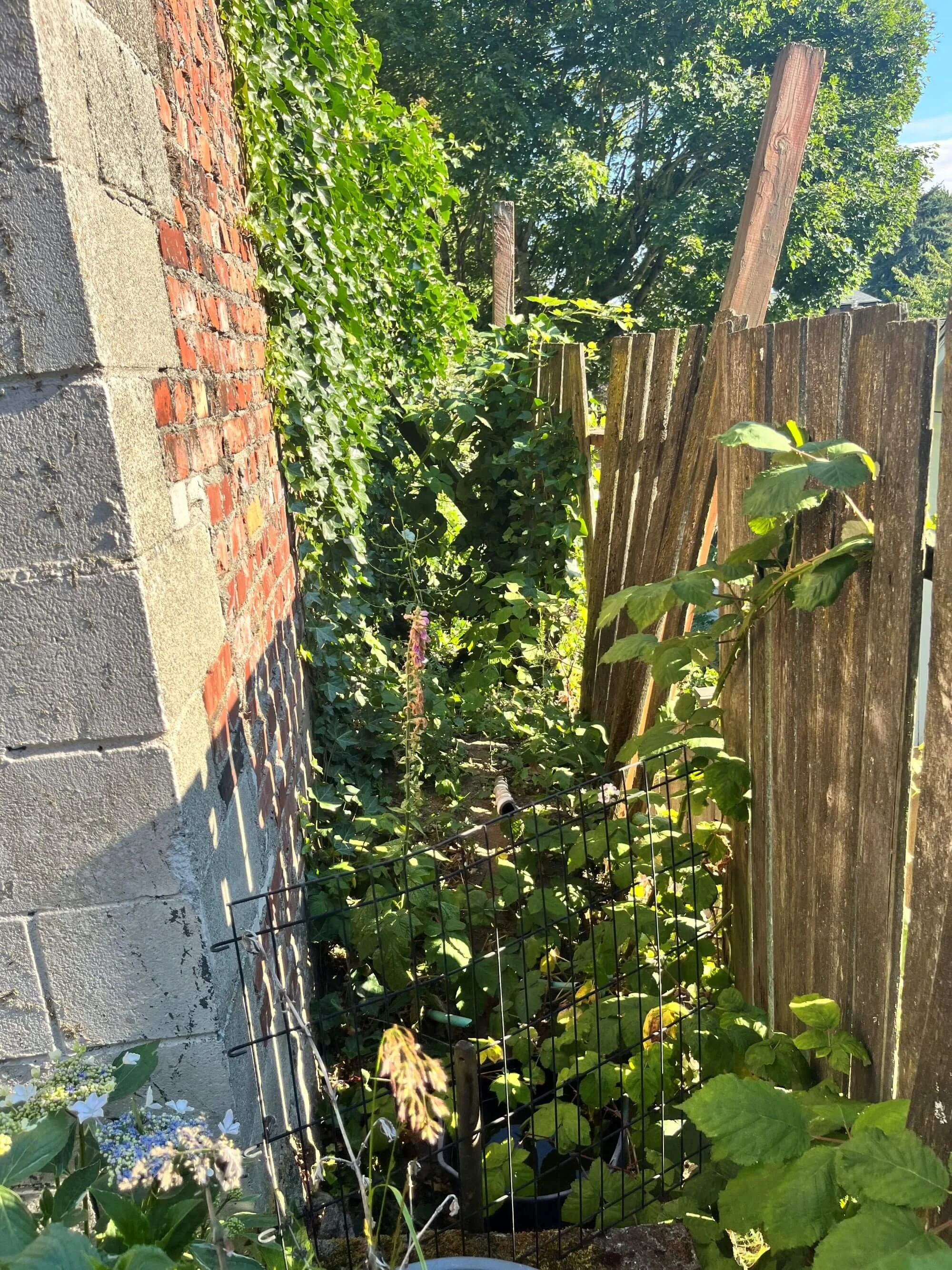 Before photo of existing fence line in Phinney Ridge, Seattle that needed repair.