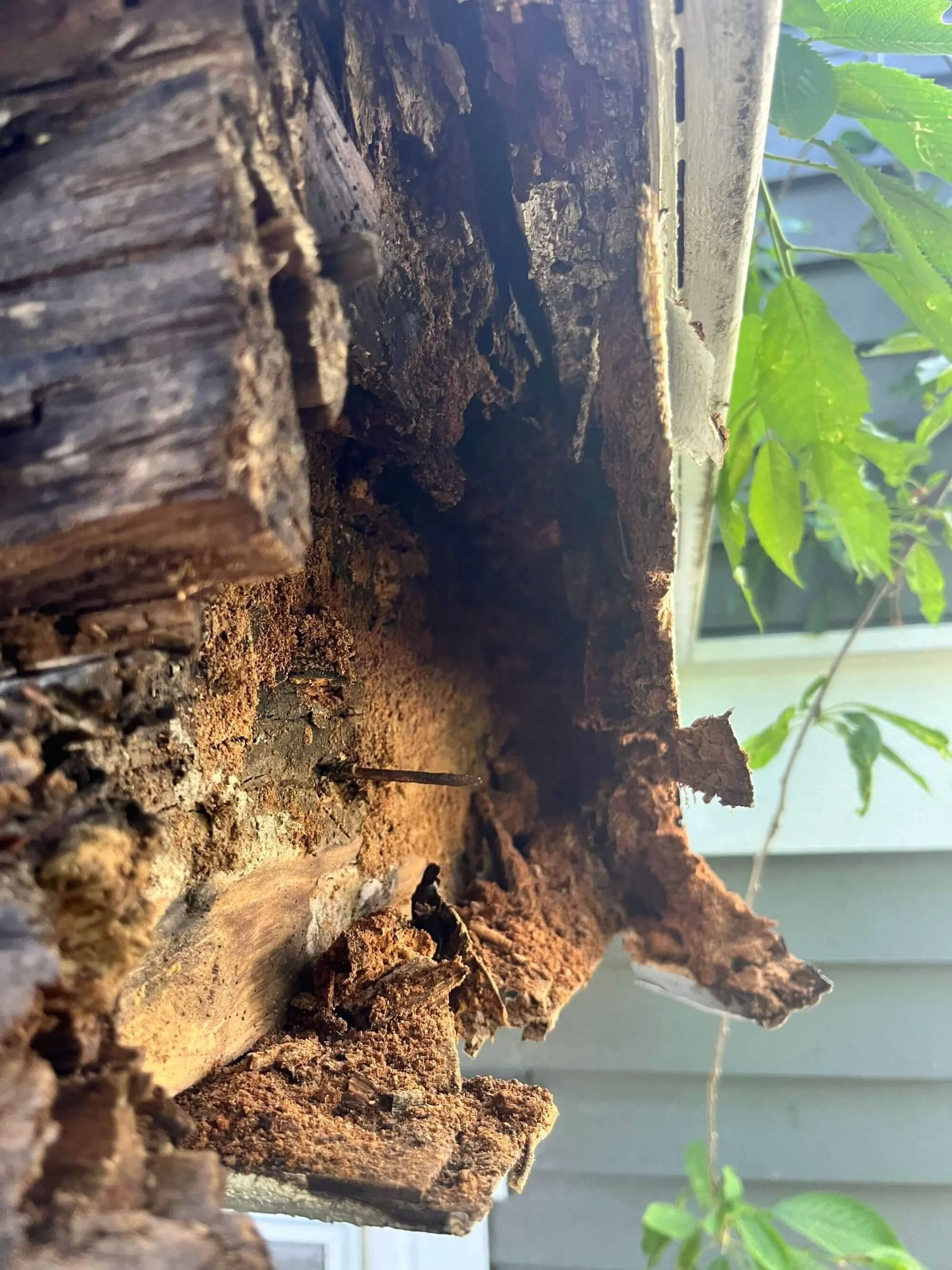 Deeply rotten wood found in this Seattle homeowner's siding and framing. Gold Mountain Contracting to the rescue!
