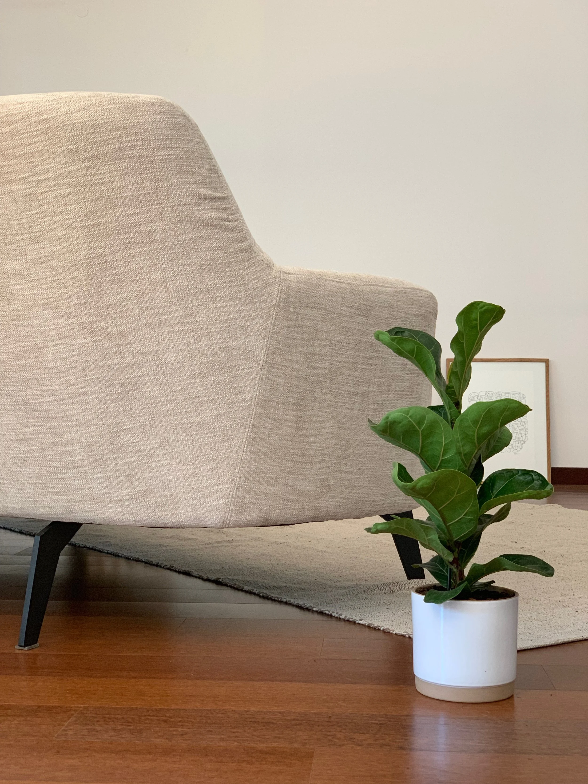Ficus Lyrata | Small Ticolas.com | Zoomed out.jpeg