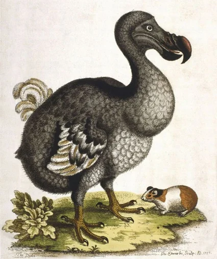Dodo Bird