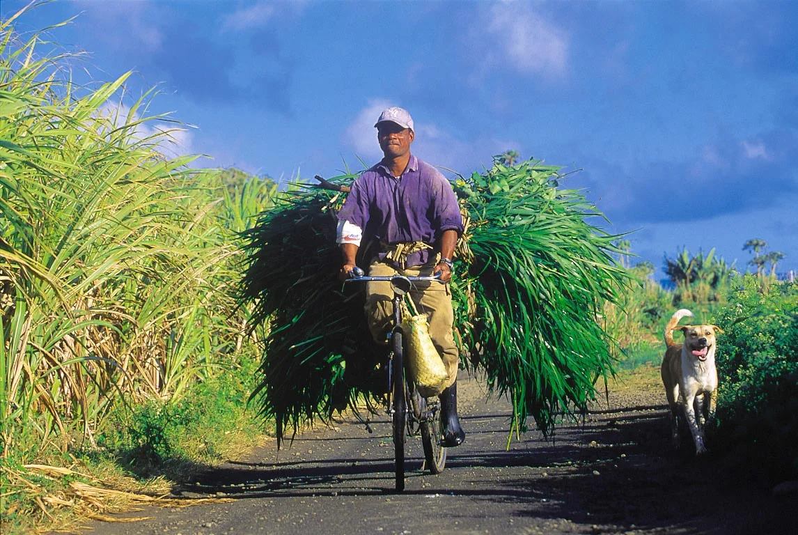CaneFields_Bicycle_WIDE.jpg