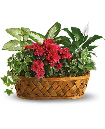 plantsgalore.jpg