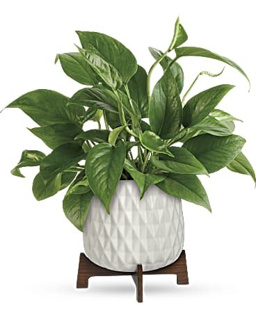 Lush Leaves Pothos Plant- $55- Live Plants.jpg