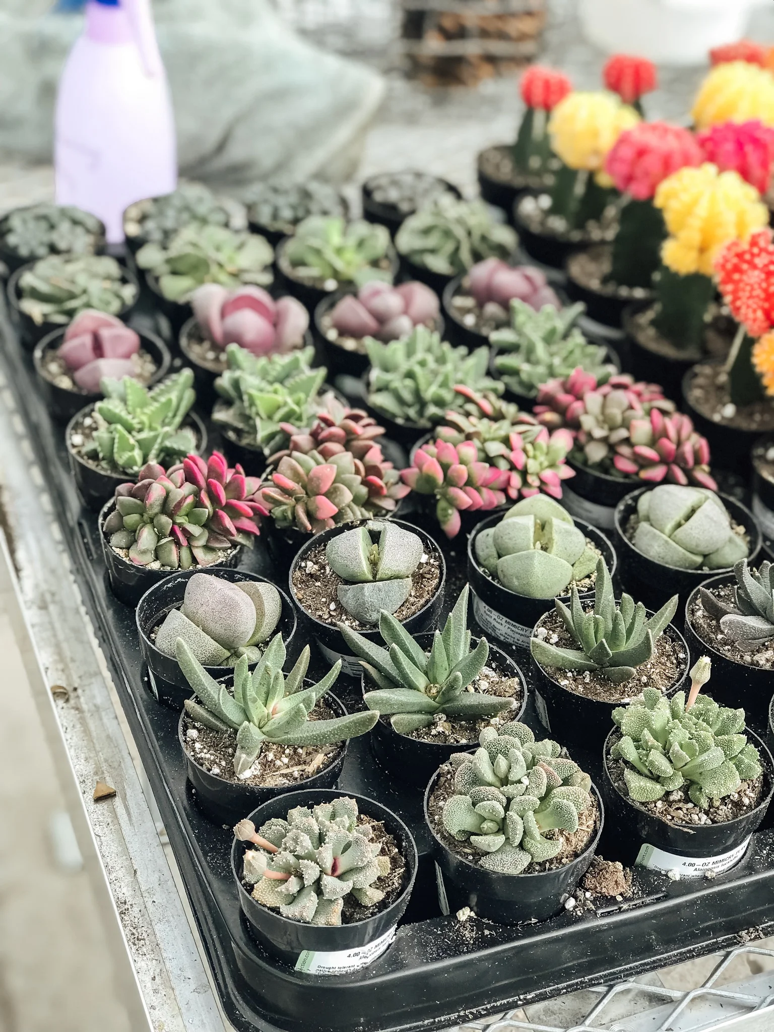 E017A235-72D0-42A2-88C2-F6C5A4196A2D