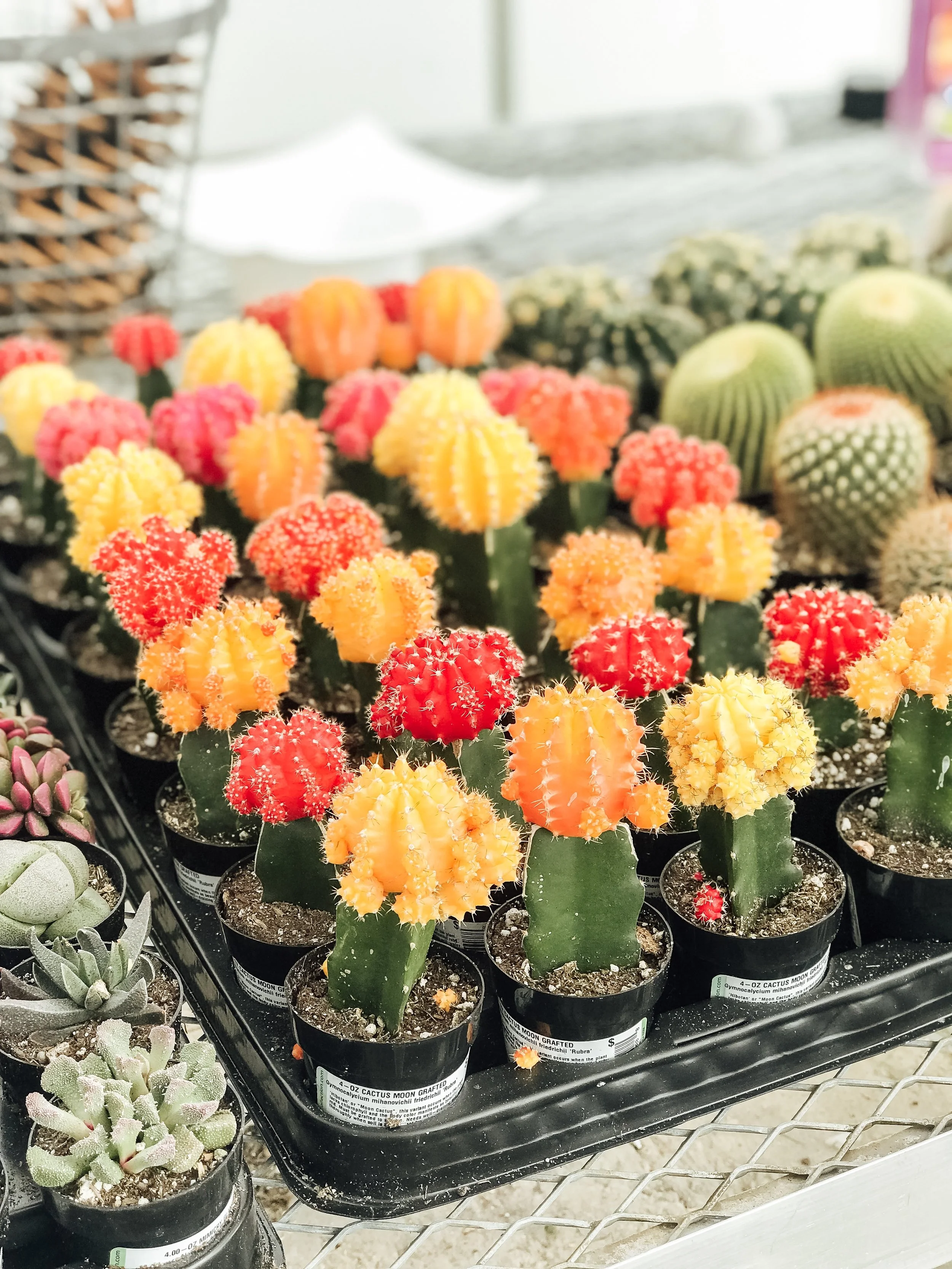 7D62DA95-8456-4FA8-AFA7-88E2ECEF31BC