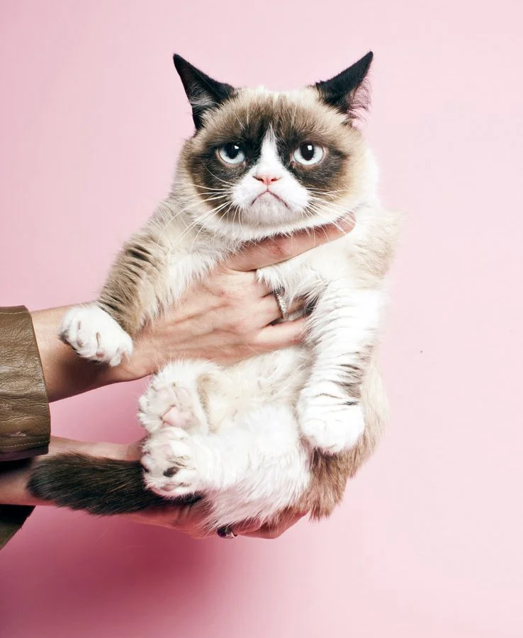 We are using this picture of Grumpy Cat without his permission and he isn’t very happy about it. Or he doesn’t care. We can’t tell ANYMORE! #grumpycatweloveyou #grumpcatlife