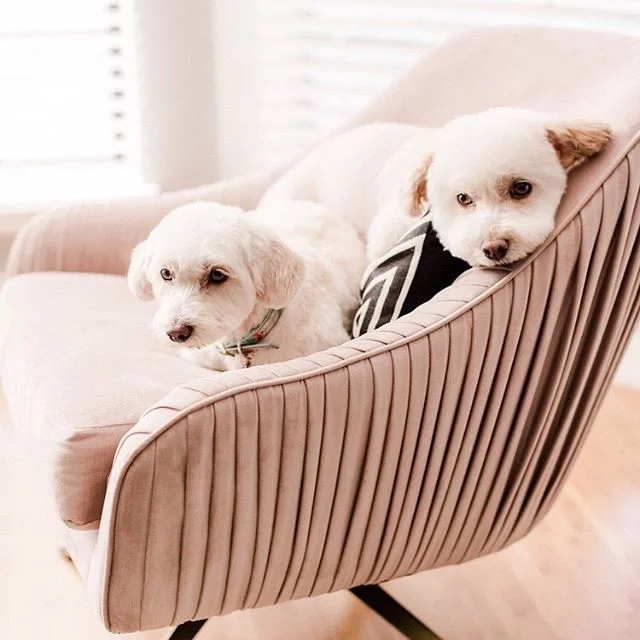 Learn how to take cute pic of your pets!!!