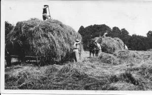 Timothy-Meadow-July-1920.jpg