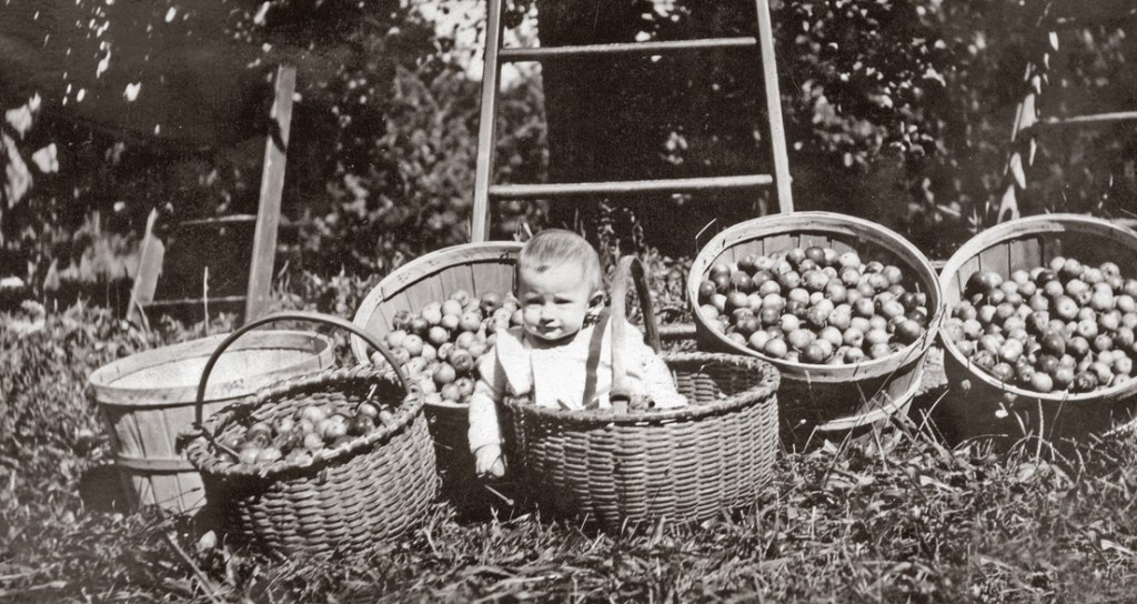 Baby with basket of apples, Henry Vogel farm, 1920s.
