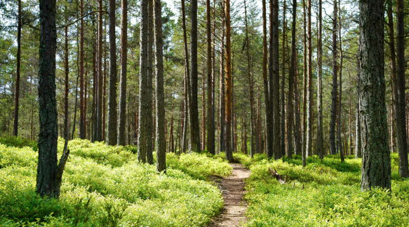 Connecting Students to the Natural World