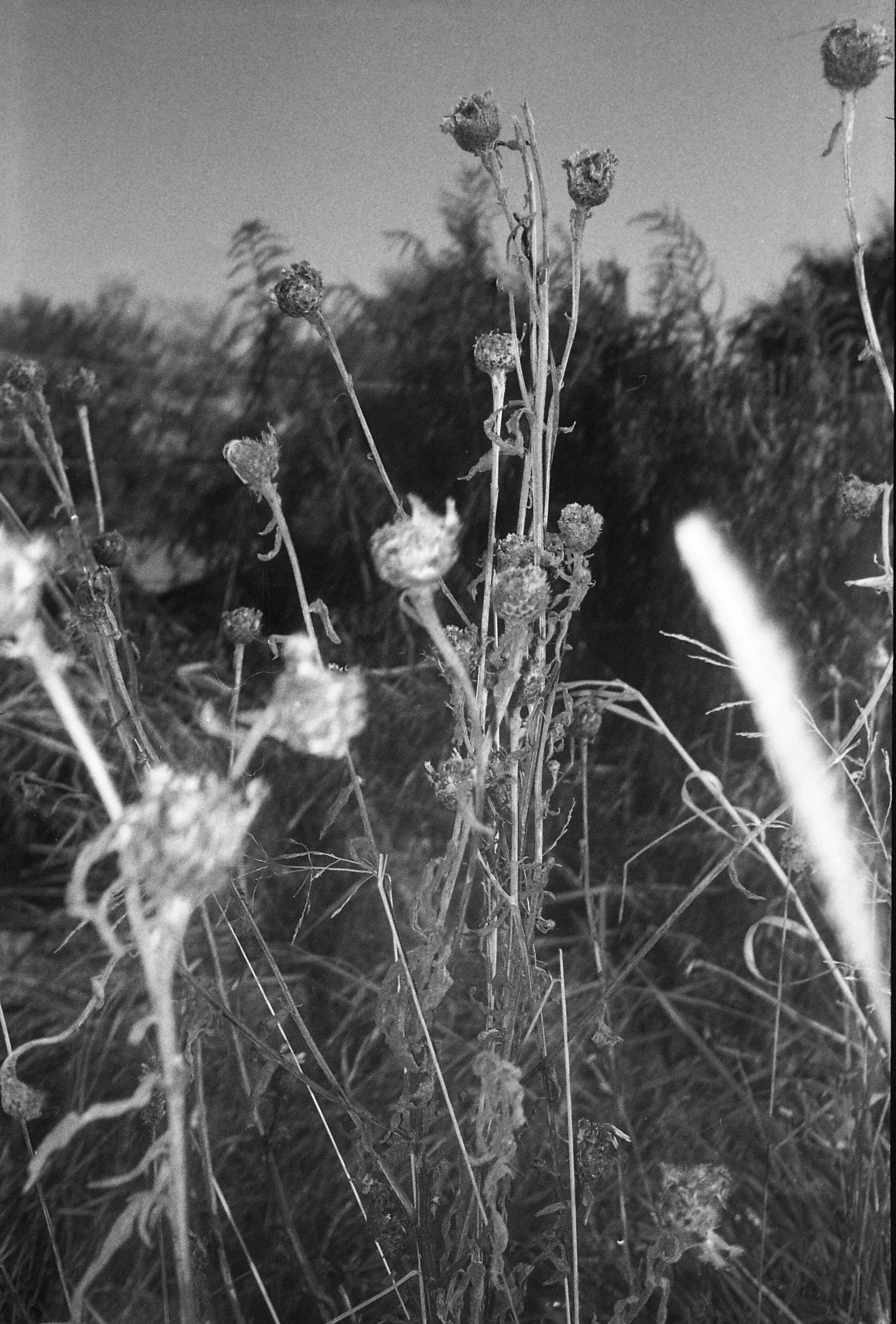 Pacemaker 1044 edited.jpg