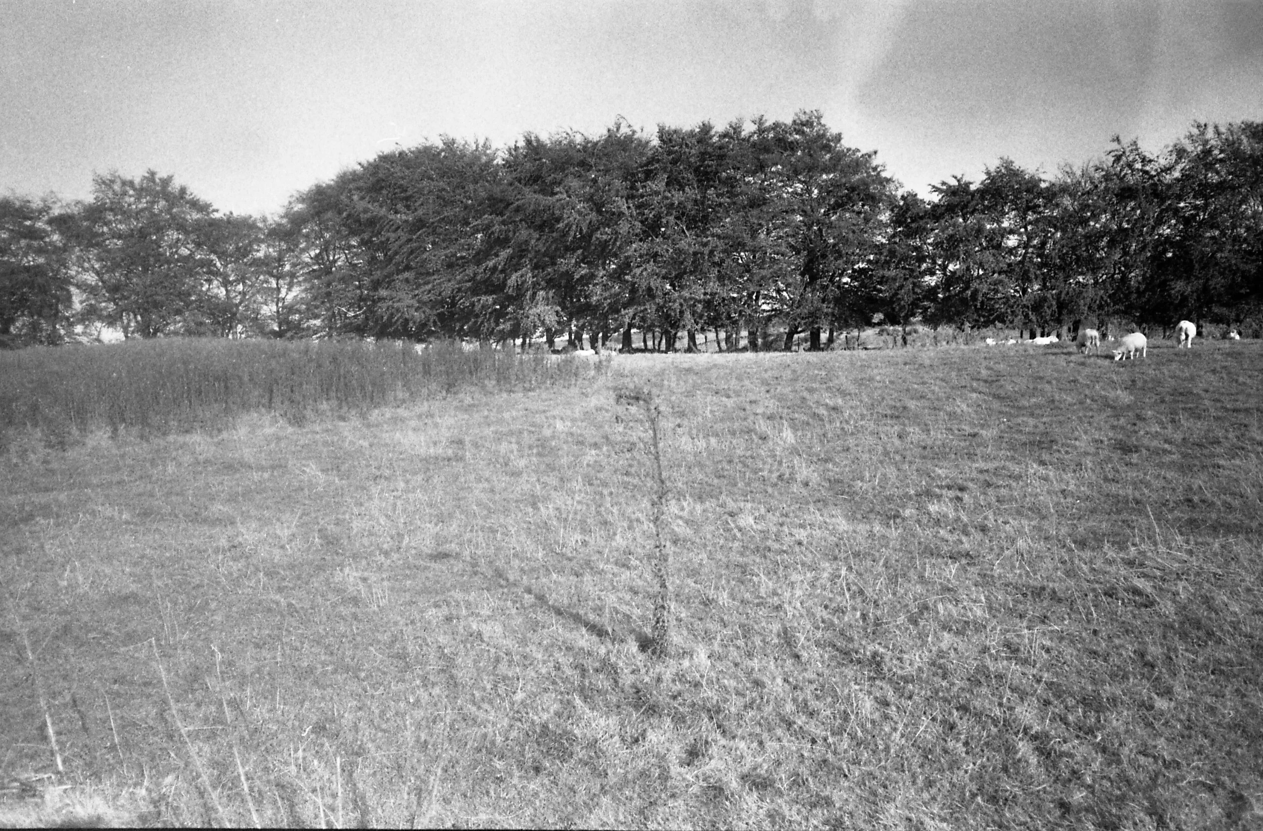Pacemaker 1052 edited.jpg