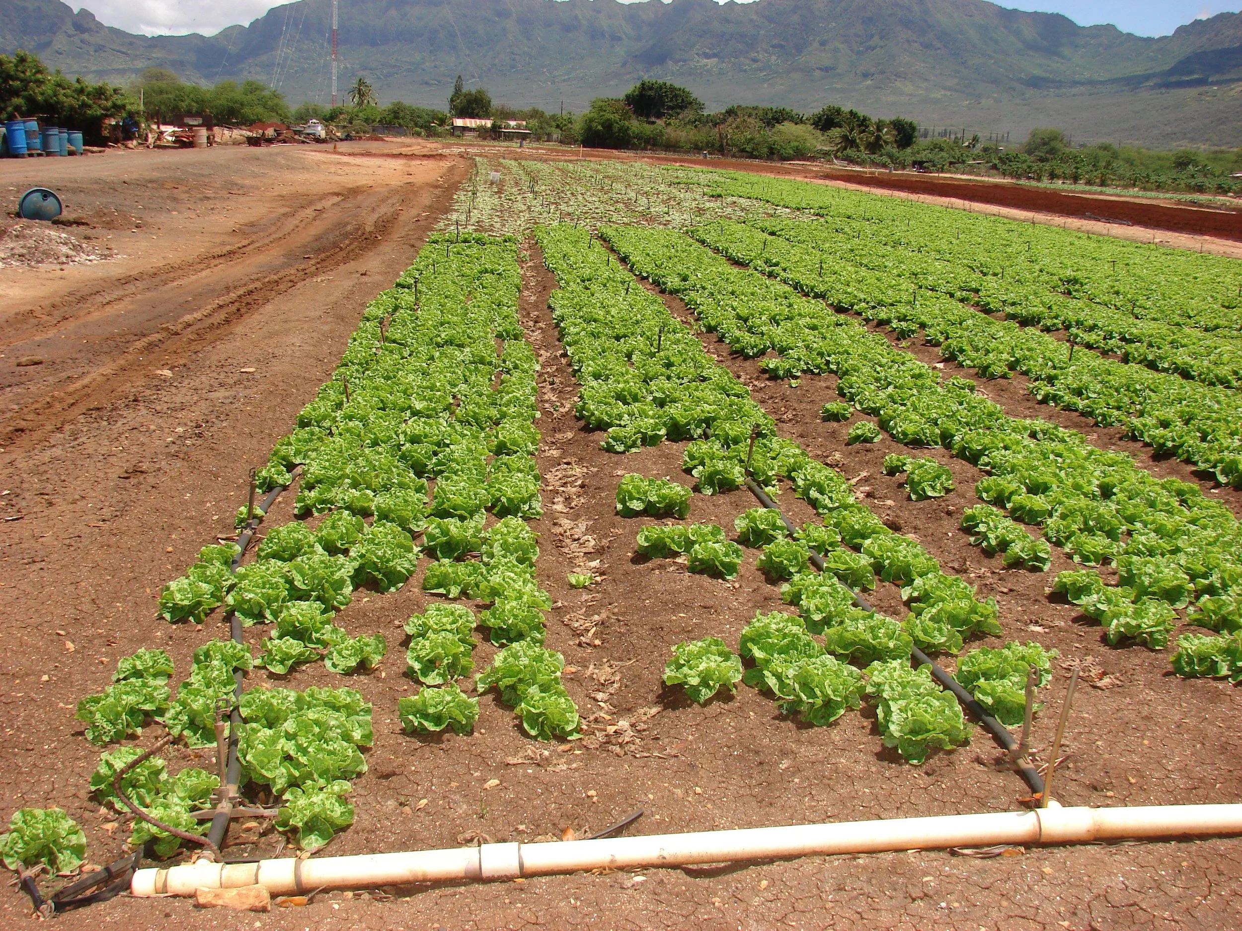 Another view of the Manoa lettuce field showing some empty spaces where lettuce did not mature due to Fusarium wilt damage.
