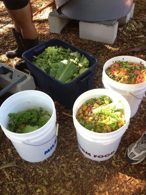 Black soldier fly method. Buckets of food waste to feed black the soldier fly larvae and to form the Hot compost plies. 