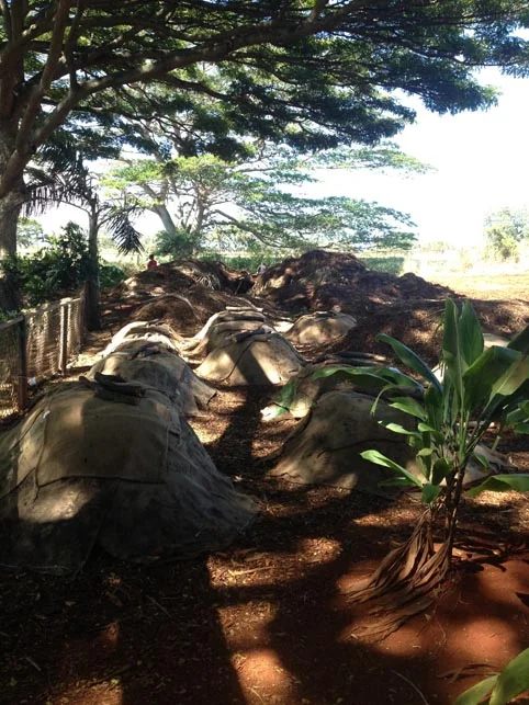 Mounds of Hot compost piles from the beginning of this school year. Approximately 500-700 lbs of food waste can be recycled into one mound. 