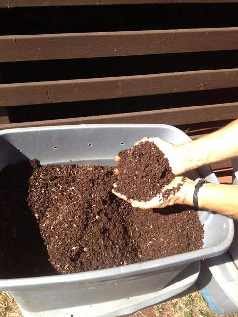 Final results of the Hot compost pile. High Quality compost. 