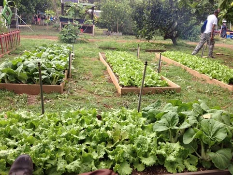 Healthy vegetables growing in raised garden beds. 