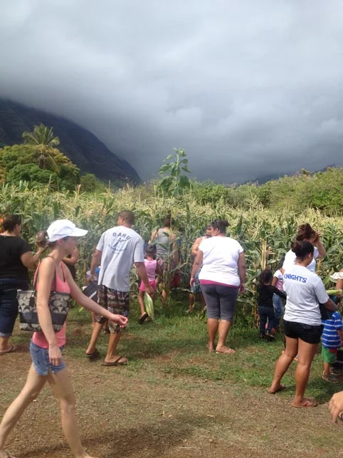 Time for families to harvest the corn field. 