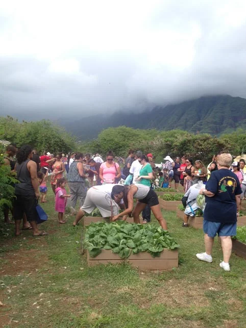 Families moved down to the raised bed section to harvest more vegetables for healthy meals to cook at home. 