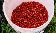 Grower Selected EM® Grown Kona Coffee