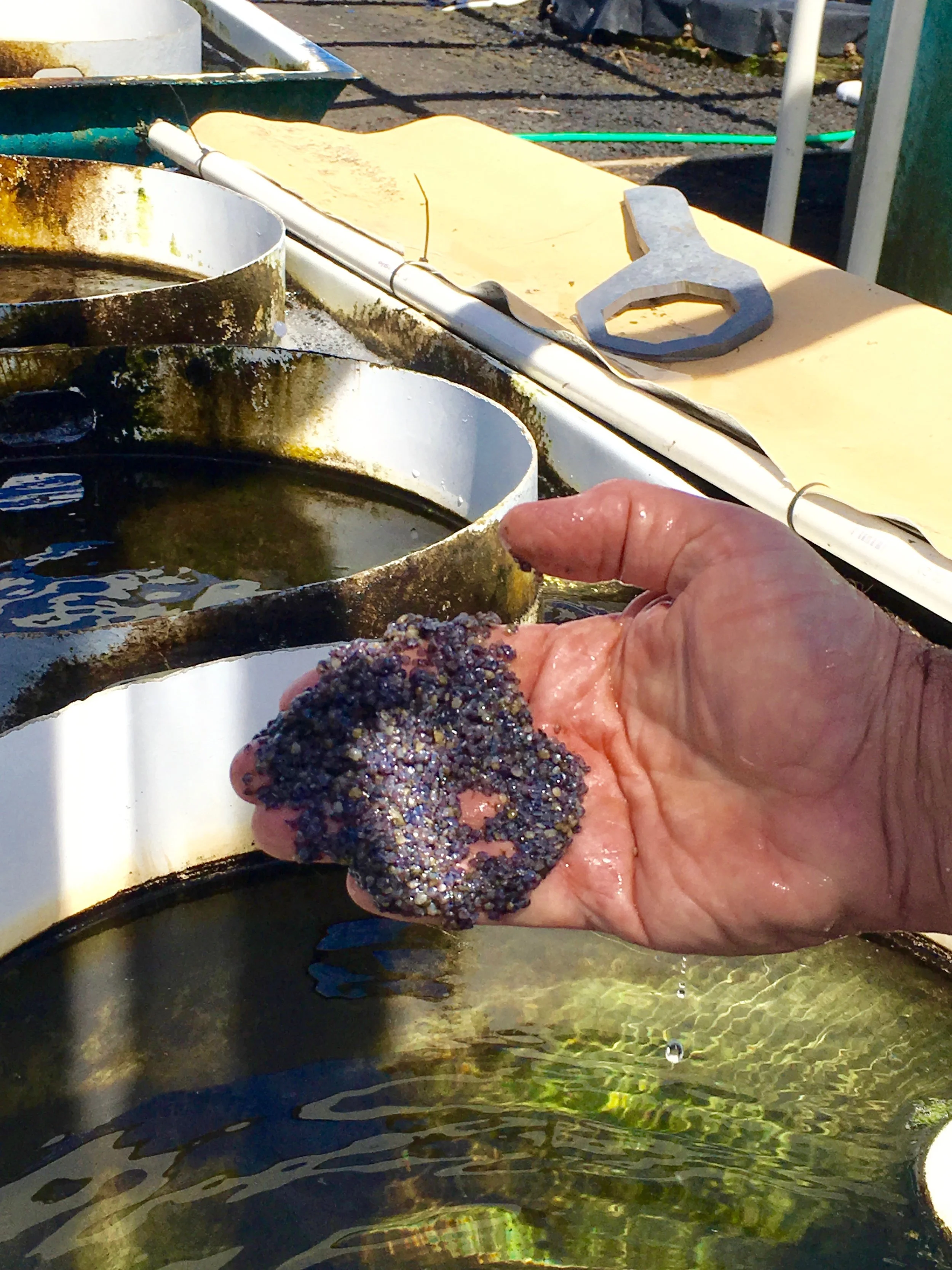 Taylor Shellfish farm.jpg