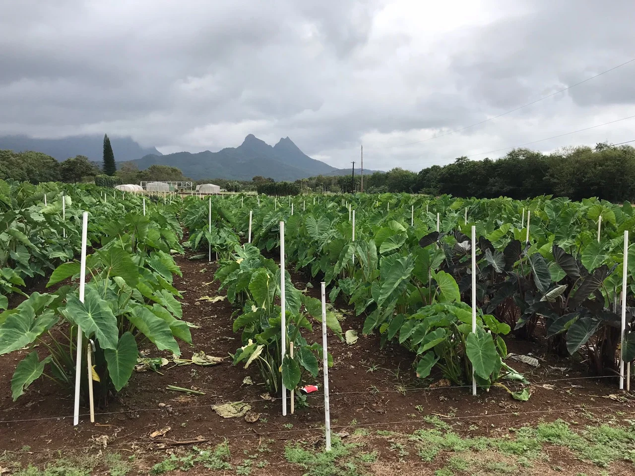 Photo: University of Hawaii Taro Germ plasm collection after heavy pruning and EM•1® drip irrigation application prior to March 2018 Taro Field Day event.