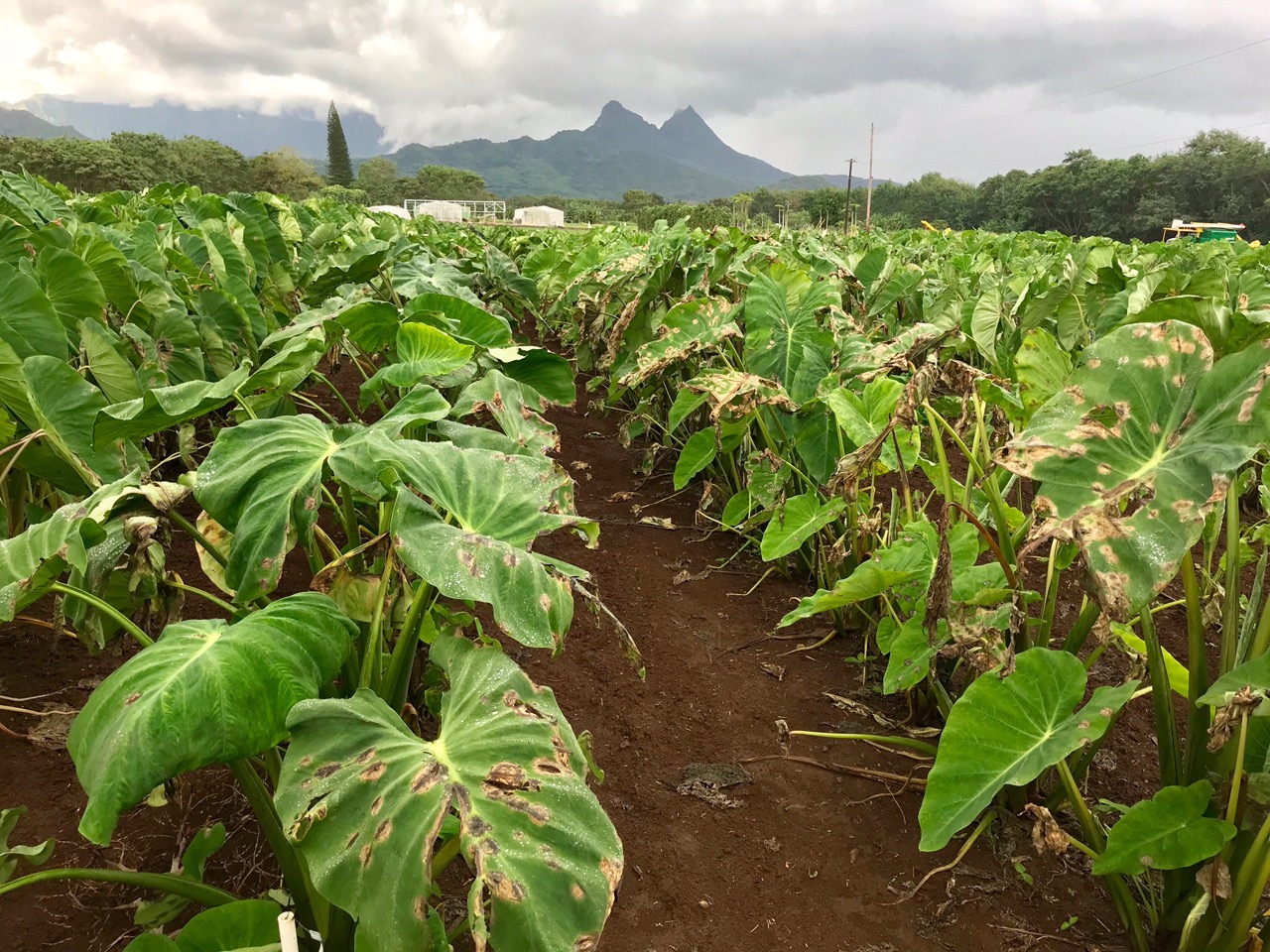 Photo: University of Hawaii Taro Germ plasm collection 2 weeks before March 2018 Taro Field Day event. (photo credit: Jari S. ext. agent). 