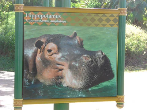 hippo2.jpg