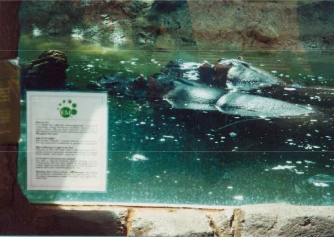 EM® provides a healthy environment for hippos, no longer swimming in chemical blue algacide previously used to prevent algae growth.