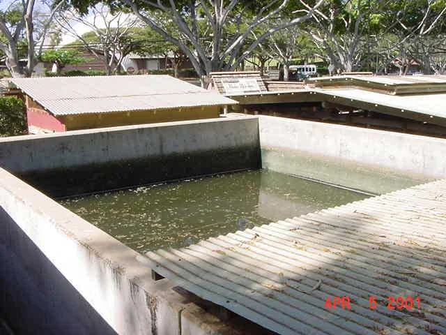 Hippo’s main diet is mostly Hay. This solid (lignin) is mainly released in the exhibit pond where it spends the day, and stored in the Wastewater holding tank. Previously, Zoo staff used to enter and use shovels & back hoe machine to remove the accumulated solids (lignin) that did not degrade. Due to the daily fermentative activity of the EM® microbes on the solid waste, it has almost eliminated the need to enter and clean any solids from the holding tank.