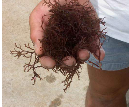 seaweed.png