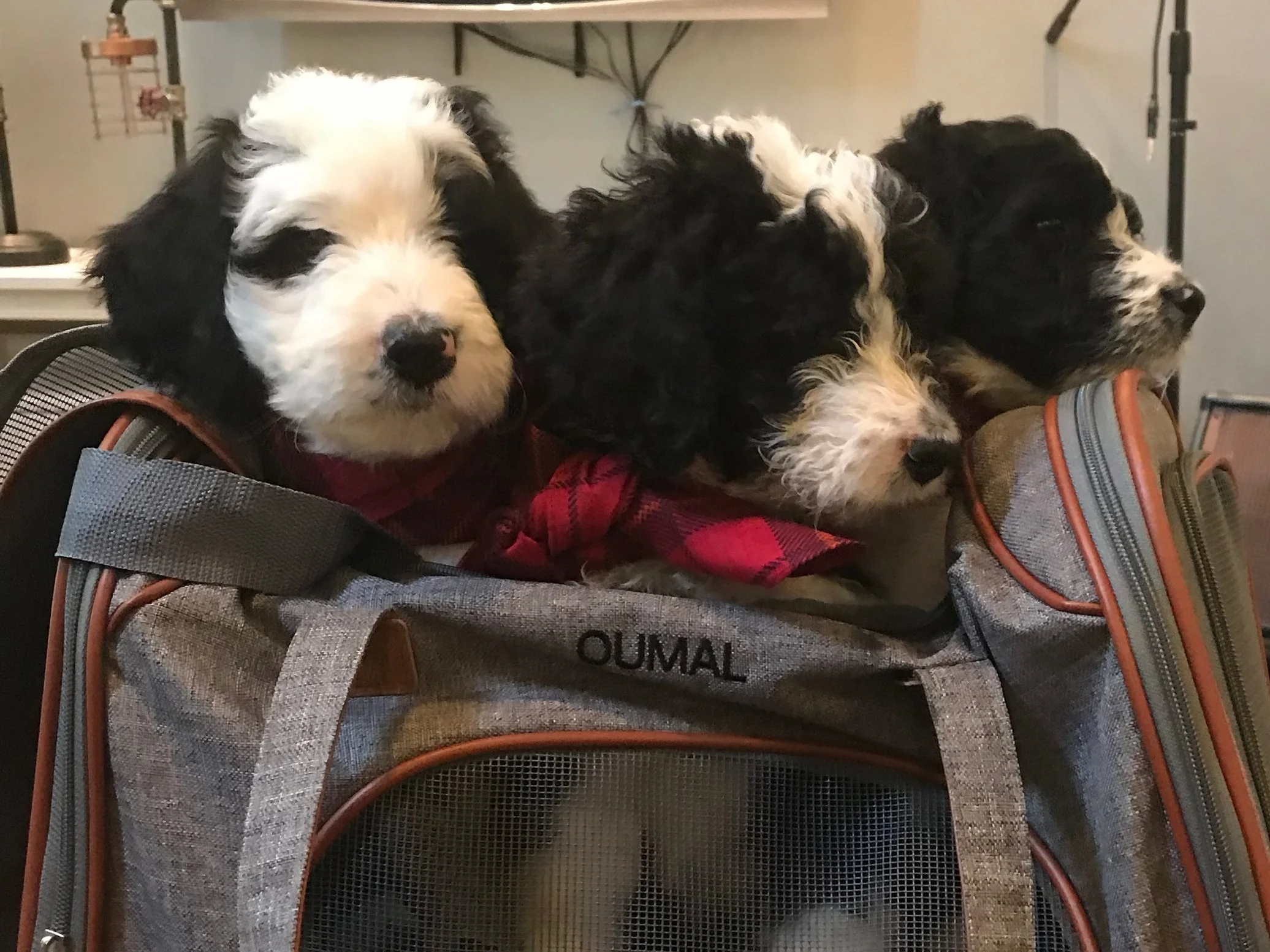 Testing out the travel crate!